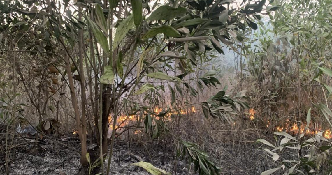 Cháy thực bì tại khu phố Tân Cang ngày 15/02/2026